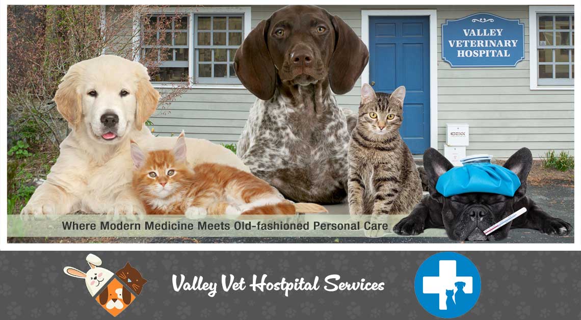 Valley Veterinary Hospital Caring for large and small animals since 1988